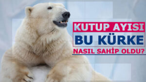 Feyyaz TV -kutupayisi-vimeoKuran