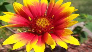 cicek-1-636×330-topaz-enhance-2x