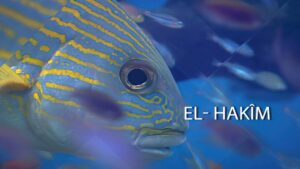 El-Hakîm