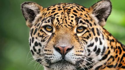 suret-636×330-topaz-enhance-2x
